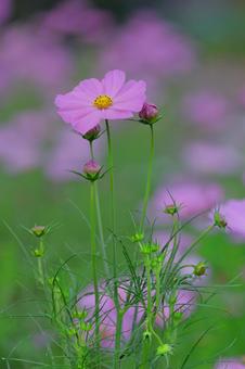 コスモスの花園-5 コスモスの花園-5の写真