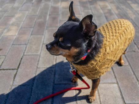 散歩する犬・チワワ・ミニピン 散歩する犬・チワワ・ミニピン 犬,わんこ,ペットの写真素材