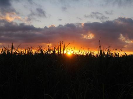 さとうきび畑越しの夕日 夕日,夕焼け,サンセットの写真素材