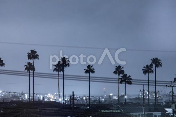 梅雨空とヤシの木 雨,梅雨,6月の写真素材