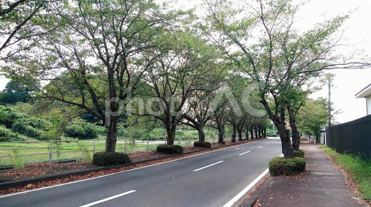 夏の桜並木01 桜並木,夏,道路の写真素材