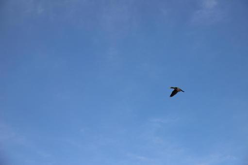 鳥と空No.7 鳥と空No.7の写真