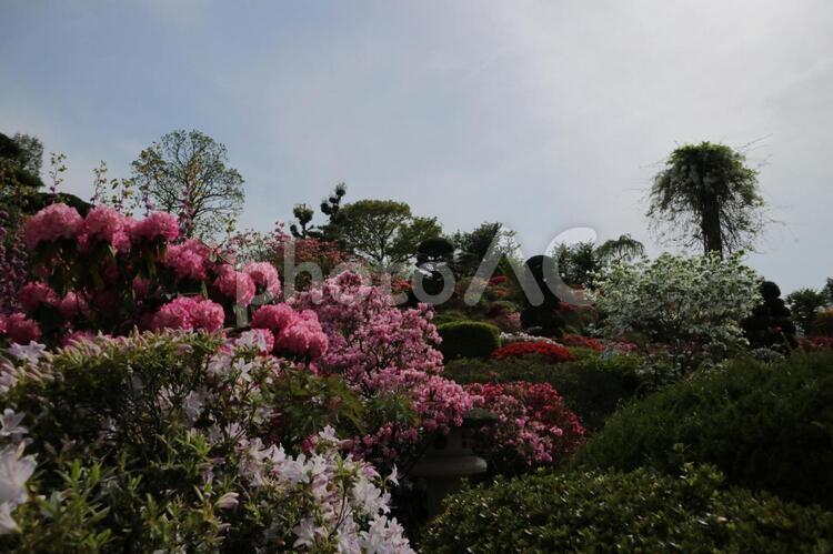 (*´∀｀*) つつじ園,公園,屋外での写真素材