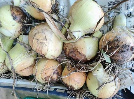 家庭菜園の新玉ねぎ 家庭菜園の新玉ねぎ 新玉ねぎ,玉ねぎ,家庭菜園の写真素材