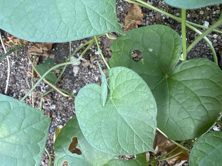 Morning glory and grasshopper, JPG