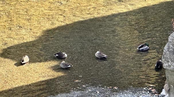 埼玉県長瀞町の鳥 埼玉県長瀞町の鳥 鳥,川,埼玉県の写真素材