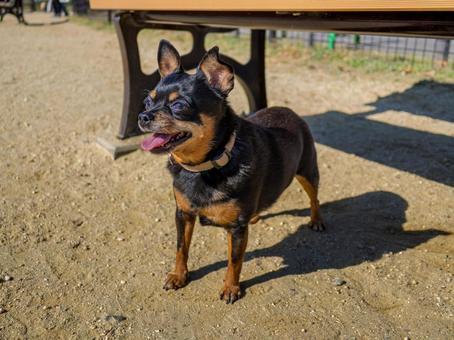 ドッグランの犬・チワワ・ミニピン 犬,わんこ,ペットの写真素材
