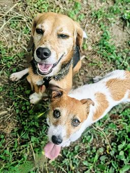 あ〜楽しい! あ〜楽しい! 犬,ビーグル,ジャックラッセルテリアの写真素材