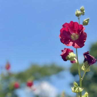 立葵の赤い花 立葵の赤い花の写真