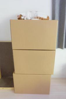段ボールタワーと猫_01 段ボールタワーと猫_01の写真