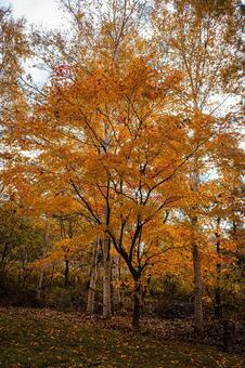 北海道　秋の風景 北海道,北,札幌市の写真素材
