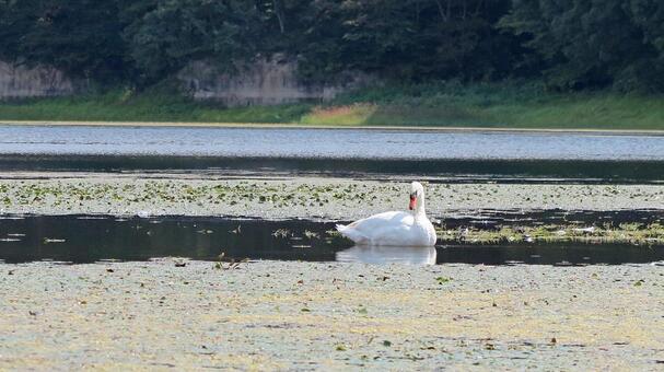 白鳥 白鳥の写真