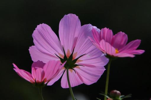 コスモスのバックスタイル-1 コスモスのバックスタイル-1 コスモス,花,秋の写真素材