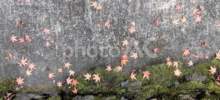 テクスチャ　紅葉した落ち葉と石の道 テクスチャ,秋,苔の写真素材