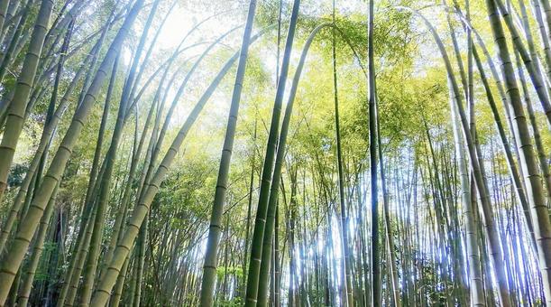 竹林「bamboo forest」 竹藪,竹,たけのこの写真素材