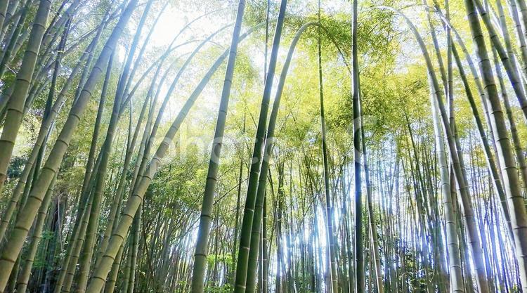 竹林「bamboo forest」 竹藪,竹,たけのこの写真素材