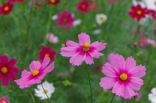 Pink cosmos in full bloom, JPG