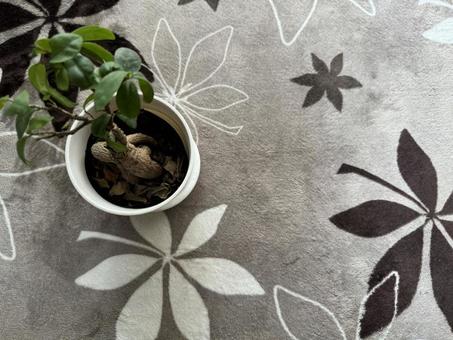 観葉植物 観葉植物,素材,葉の写真素材