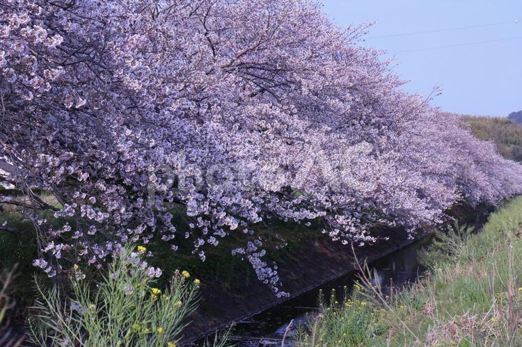 桜並木 さくら,桜並木,並木の写真素材