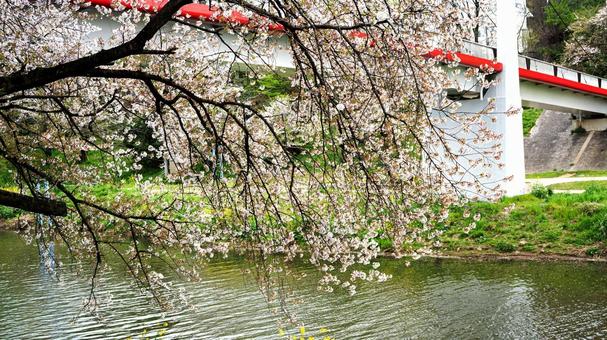 桜咲く川辺と赤い橋の春景色 桜咲く川辺と赤い橋の春景色 桜,ソメイヨシノ,赤い橋の写真素材