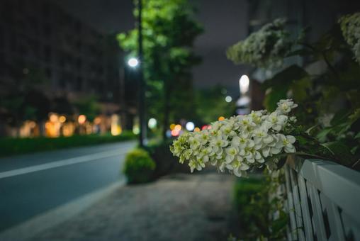 夜のカシワバアジサイ 夜のカシワバアジサイの写真