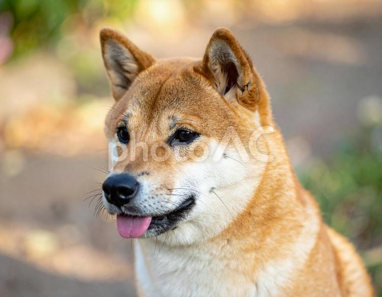 かわいい柴犬の写真 柴犬,日本犬,和犬の写真素材