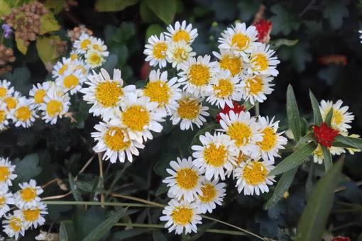輪菊 小菊,花,flowerの写真素材