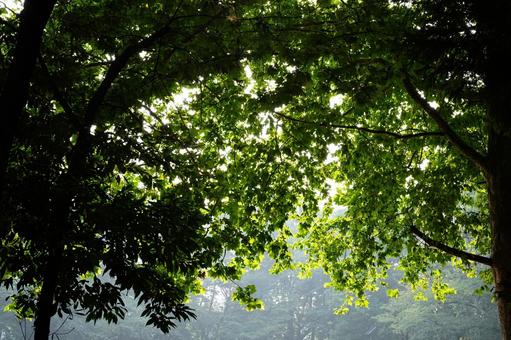 夕暮れ時の森 夕暮れ時の森 森,木,森林の写真素材