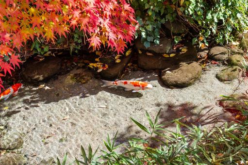 もみじ公園の秋(35) 秋,紅葉,モミジの写真素材