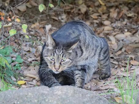 洗足池　はっとする猫 野良猫,地域猫,猫の写真素材