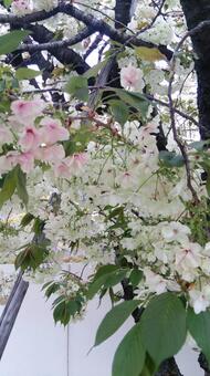 桜 桜の写真
