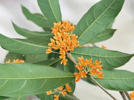 キンモクセイ キンモクセイ,花,植物の写真素材