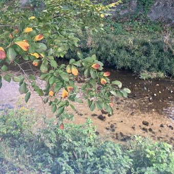 10月の桜と川2 10月の桜と川2 桜,川,自然の写真素材
