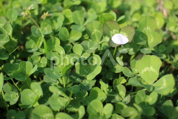桜の花びらとクローバー1 オールグリーン,クローバー,シャムロックの写真素材