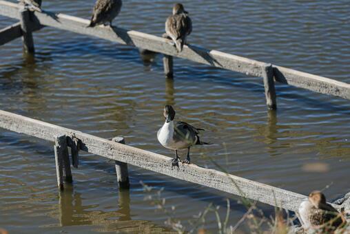 岸辺に止まってくつろぐオナガガモ オナガガモ,冬鳥,渡り鳥の写真素材