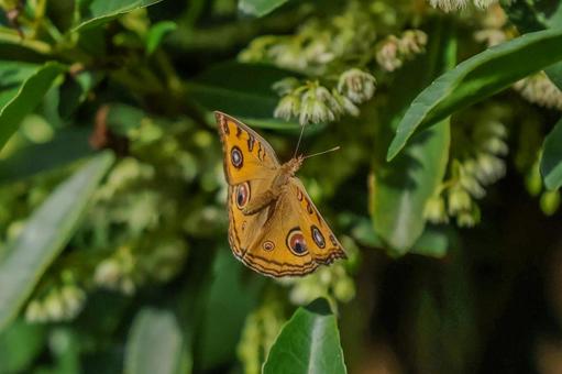 タテハモドキ タテハモドキ タテハモドキ,昆虫,虫の写真素材