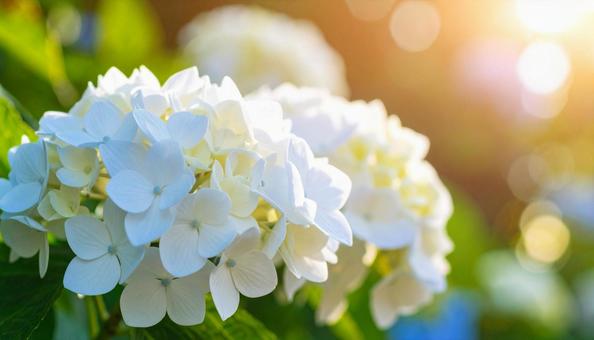 Stylish white hydrangea and natural scenery with bokeh background, background, hydrangea, rainy season, JPG