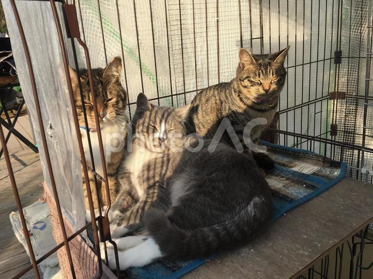 保護猫の兄弟 動物,兄弟,猫の写真素材