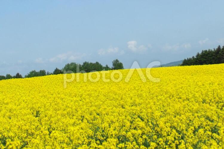 美しく満開の菜の花 菜の花,明るい,花の写真素材