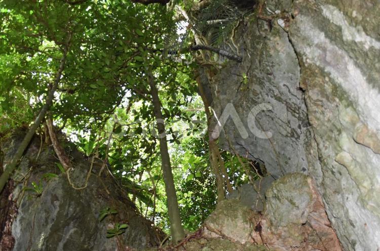 鍾乳洞から見た自然の森 風景,自然,美しいの写真素材