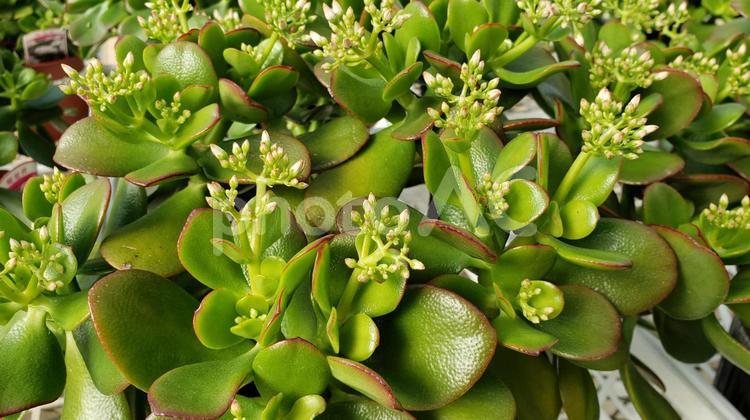 金のなる木 金のなる木,カゲツ,なりきんそうの写真素材