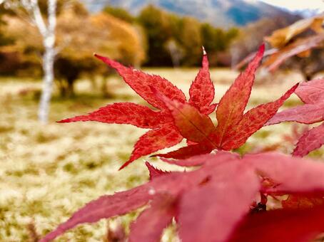 紅葉2 紅葉2の写真