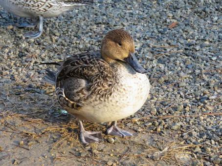 陸に上がったオナガガモのメスの写真