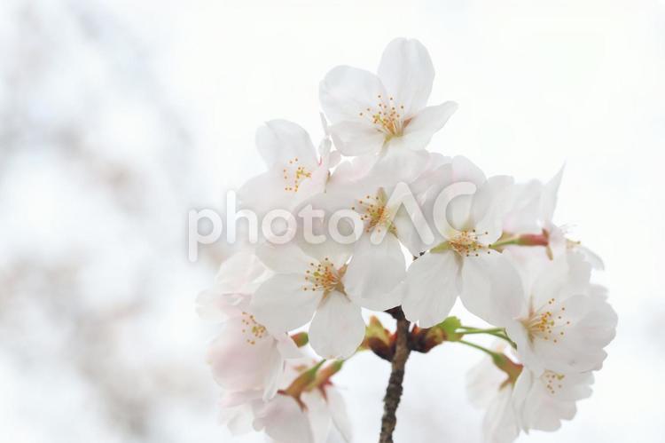 桜　さくら 桜,さくら,サクラの写真素材