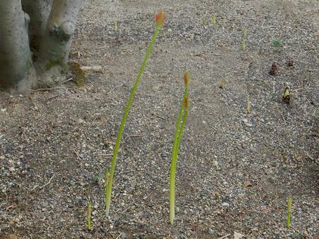 【彼岸花の写真】彼岸花の蕾 彼岸花,ヒガンバナ,蕾の写真素材