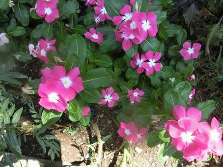 夏の花 夏の花 夏の花,真夏,花の写真素材