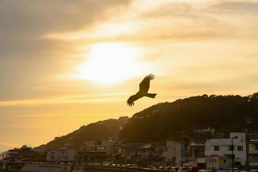 夕暮れの中を翼を飛翔する鷹 風景,夕焼け,夕景の写真素材