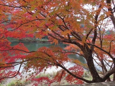 紅葉と川 紅葉と川,もみじ,川の写真素材