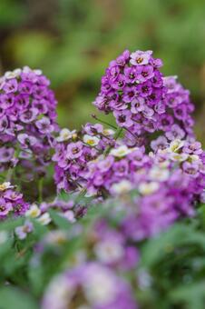 Sweet Allissam (Niwa Nazna), สวีท arissamu, niwanazuna, เอเชีย, JPG