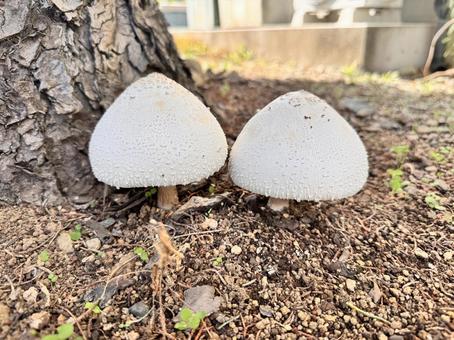 きのこ きのこ きのこ,秋,食べ物の写真素材